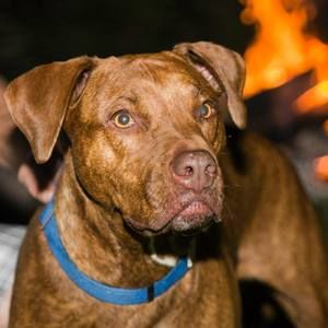 Meet your Posher, Charlie